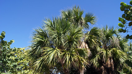 branches of palm trees against the blue sky