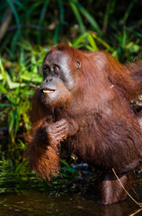 Orangutan drinking water from the river in the jungle. Indonesia. The island of Kalimantan (Borneo). An excellent illustration.