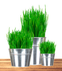 Fresh green grass in small metal buckets on wooden table isolate