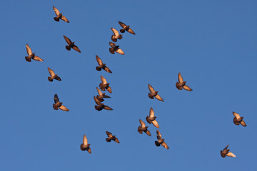 Flying pigeons in the blue sky (Rock Dove / Columba livia)