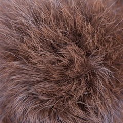 Brown fur texture