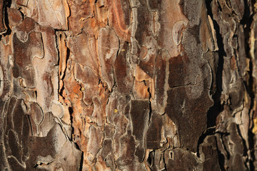 tree bark