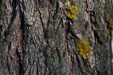tree bark