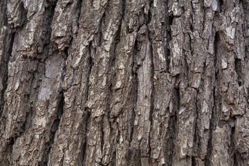 tree bark