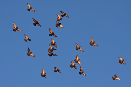 Flying pigeons in the blue sky (Rock Dove / Columba livia)