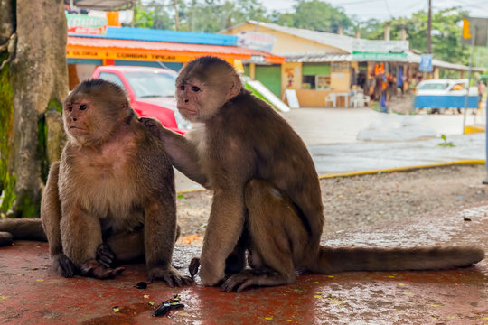 Pair Of Monkeys, South America
