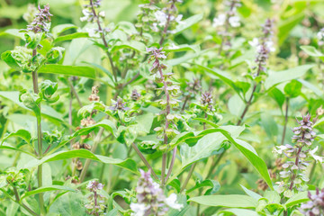mint in garden