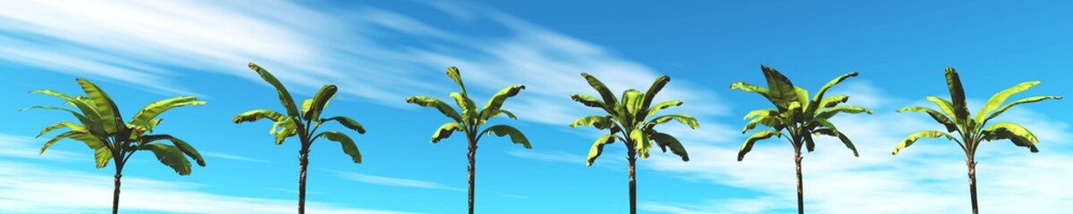 view of palm trees in the sky, banner