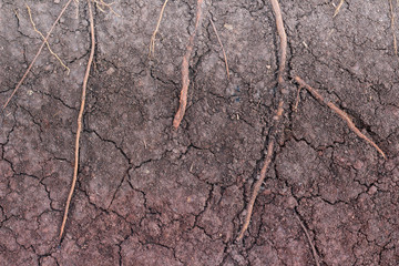 Root in soil
