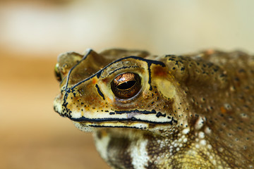 toad in Thailand