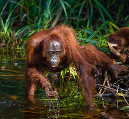 Female and baby orangutan drinking water from the river in the jungle. Indonesia. The island of Kalimantan (Borneo). An excellent illustration.