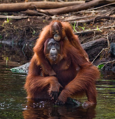 Female and baby orangutan drinking water from the river in the jungle. Indonesia. The island of Kalimantan (Borneo). An excellent illustration.