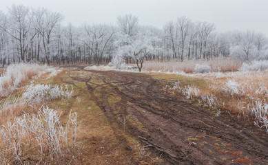 Obraz na płótnie Canvas winter landscape frost oaks in frosty morning