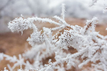 winter landscape frost oaks in frosty morning