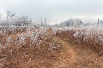 winter landscape frost oaks in frosty morning