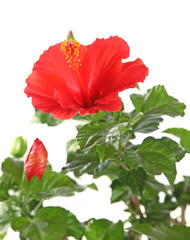 Fototapeta premium Fleur d'hibiscus