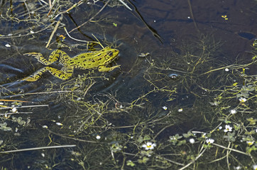 Pelophylax perezi. Beautiful green frog is swimming at pond between plants, in spring season.