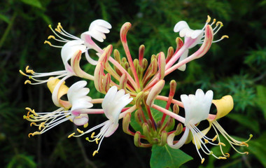 Fleur de chèvrefeuille