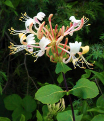 Plant de chèvrefeuille