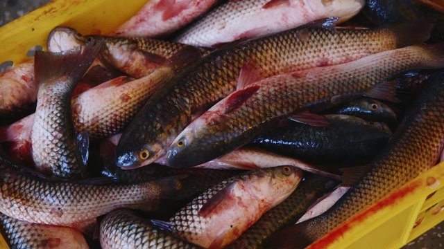 Live fish in a box