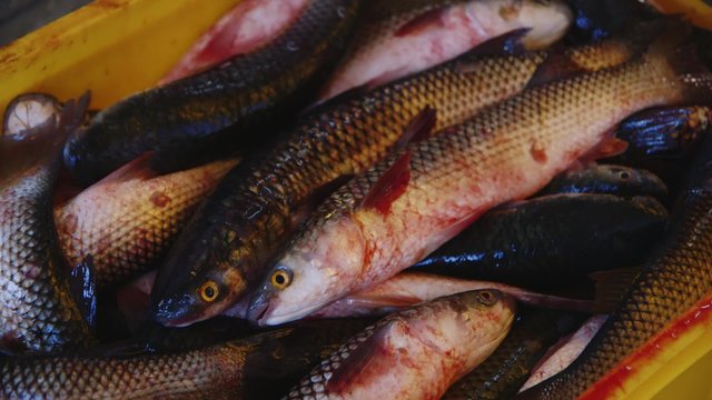 Silver carp in boxes in the fish factory