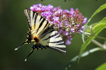 Scarce Swallowtail Butterfly in South of France
