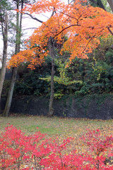 Yellow leaves of ginkgo at japan