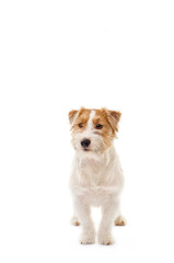 Young dog Jack Russell terrier  isolated on white