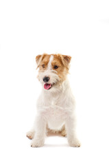 Young dog Jack Russell terrier  isolated on white