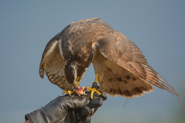 Hawk Training