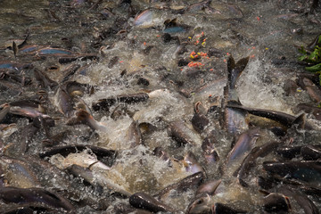 Fish food fight