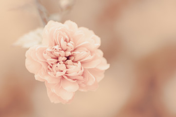 Little yellow flower, vintage