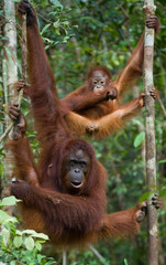 The female of the orangutan with a baby in a tree. Indonesia. The island of Kalimantan (Borneo). An excellent illustration. © gudkovandrey