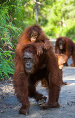 The female of the orangutan with a baby on ground. Indonesia. The island of Kalimantan (Borneo). An excellent illustration.