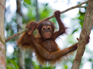 A baby orangutan in the wild. Indonesia. The island of Kalimantan (Borneo). An excellent illustration. © gudkovandrey