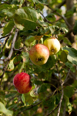 ripe apples hanging on a branch at orchard