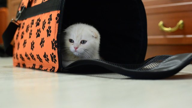 Kitten sitting in the bag carrying at the apartment