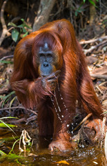 Orangutan drinking water from the river in the jungle. Indonesia. The island of Kalimantan (Borneo). An excellent illustration.