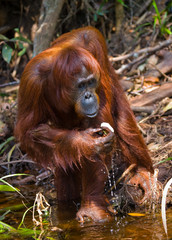 Orangutan drinking water from the river in the jungle. Indonesia. The island of Kalimantan (Borneo). An excellent illustration.