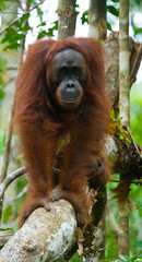 Orangutan in the wild. Indonesia. The island of Kalimantan (Borneo). An excellent illustration.