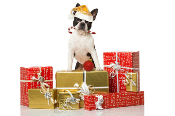Hund mit Weihnachtsgeschenken