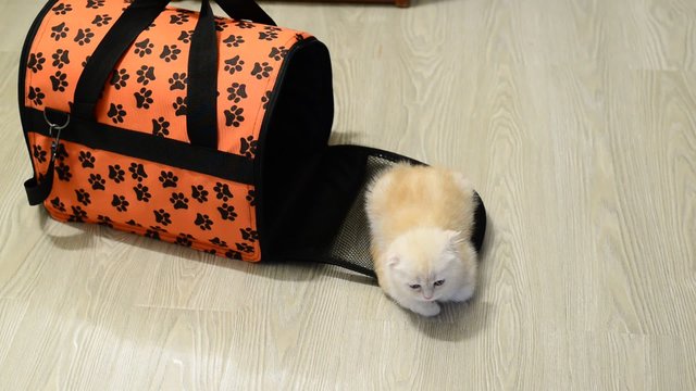 Kitten sitting near bag carrying the apartment