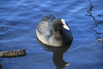 poule d'eau 09122015