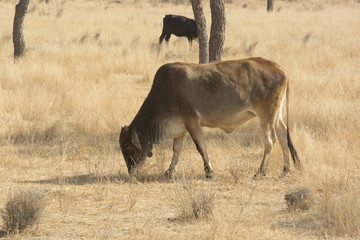 Grazing Cows in a field in Rajasthan, India
