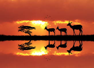 Obraz premium gazelle in African landscape