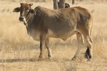 A Cow in a field in Rajasthan, India