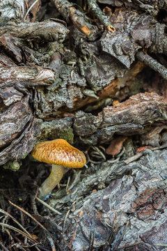 Mushroom growing on dead wood.