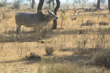 A Cow in a field in Rajasthan, India