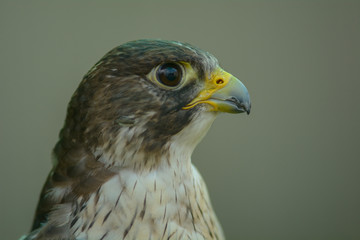 Head shot of Hawk