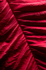 Close Up of Poinsettia Red Leaf Texture